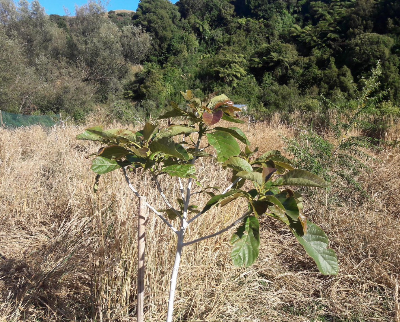 Screen Shot 2020-01-15 at 12.16.06 pm