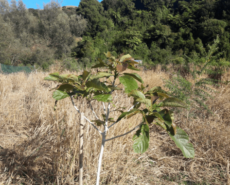 Screen Shot 2020-01-15 at 12.16.06 pm