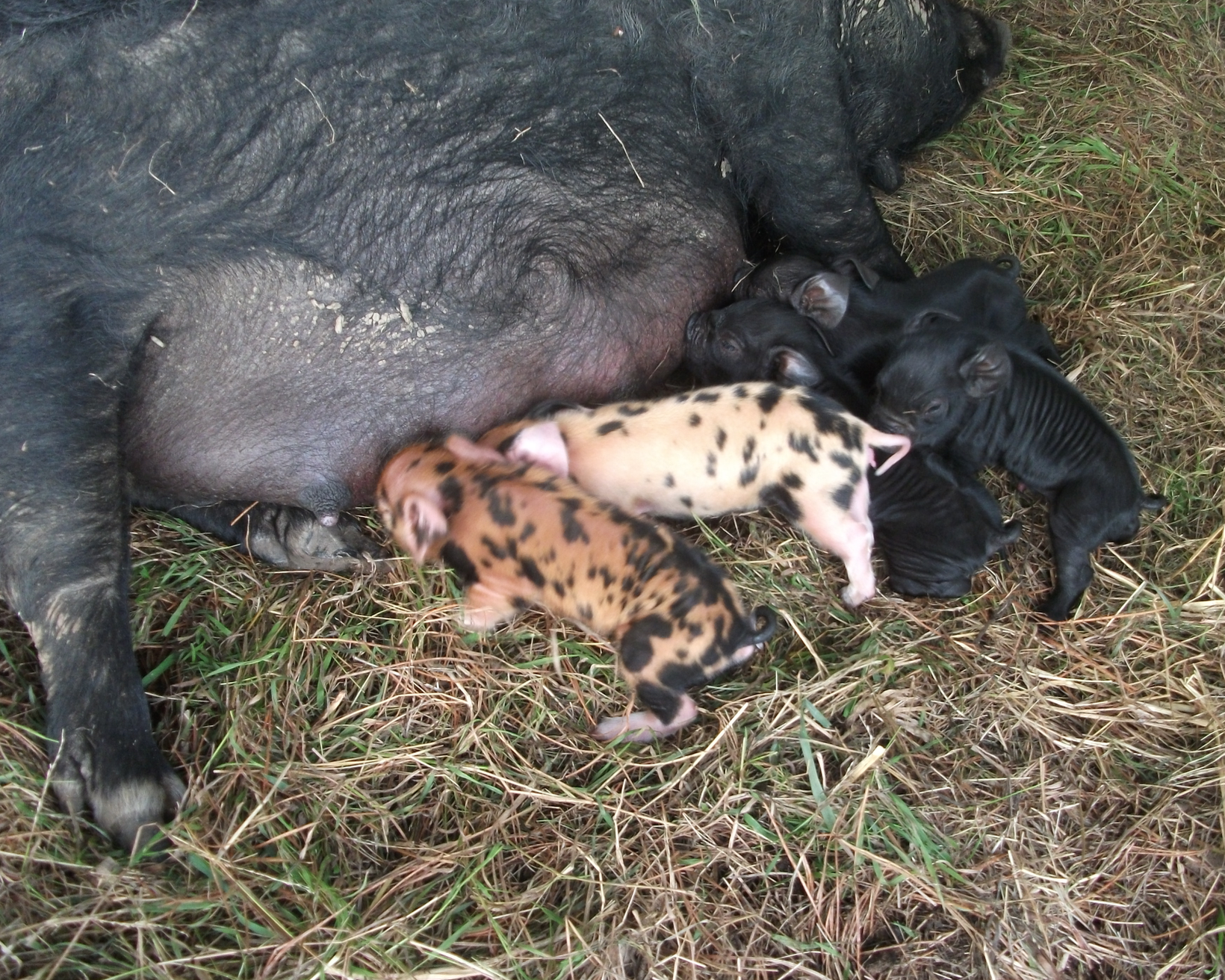 Screen Shot 2020-01-15 at 12.17.48 pm