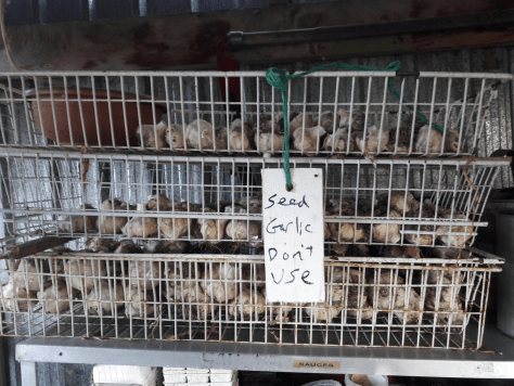 Screen Shot 2020-04-09 at 5.11.39 am