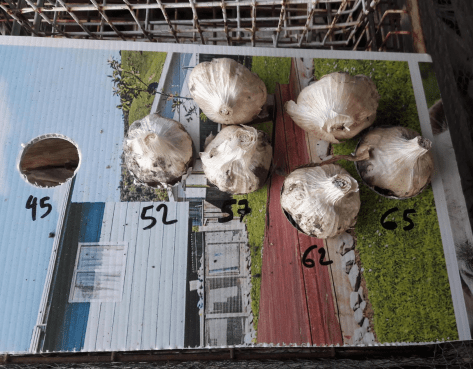 Screen Shot 2020-04-09 at 5.11.59 am