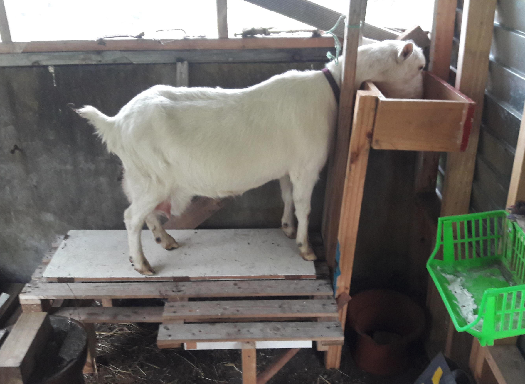 Screen Shot 2020-06-12 at 4.54.51 pm