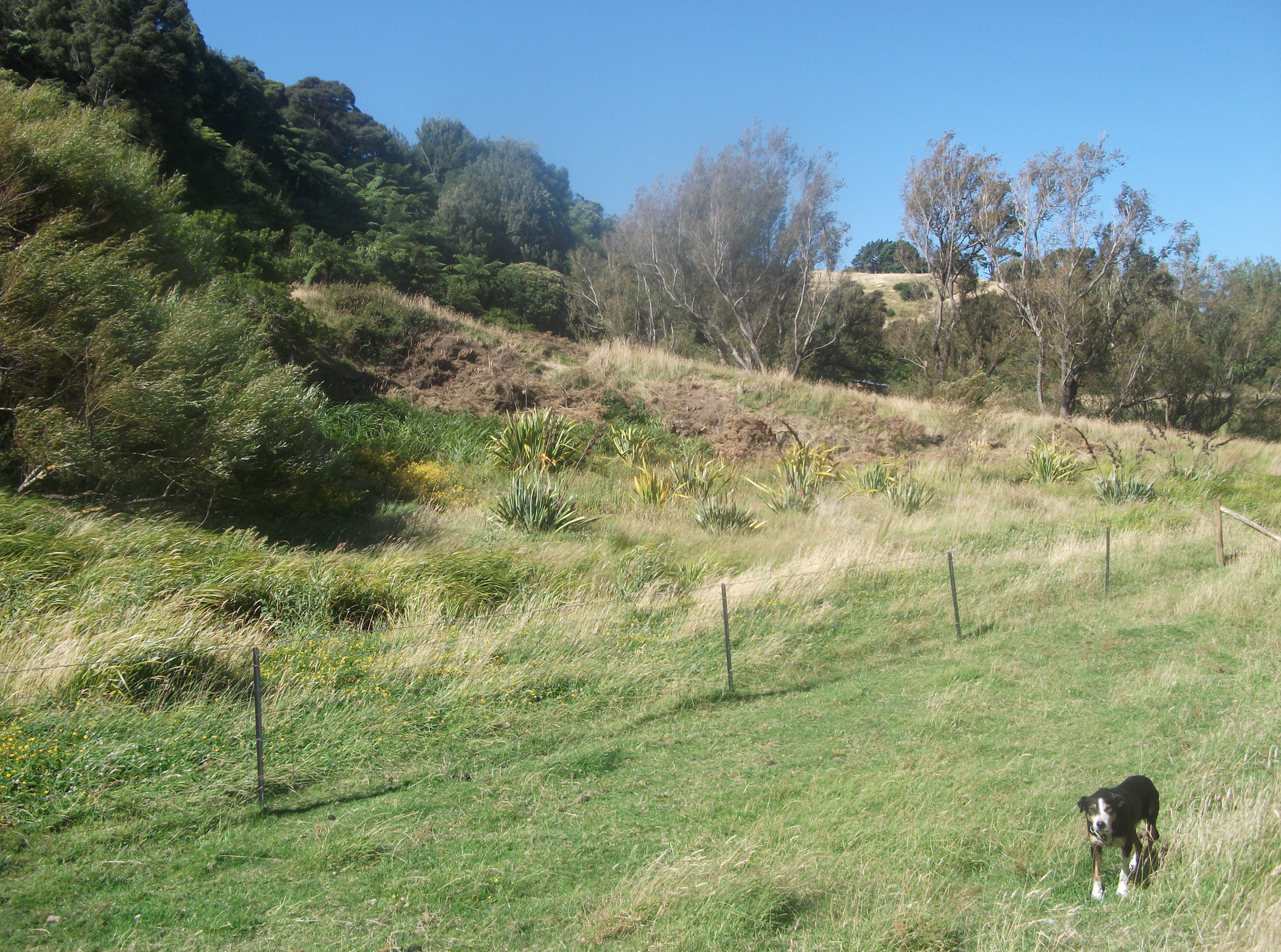 Screen Shot 2020-06-20 at 6.57.06 am