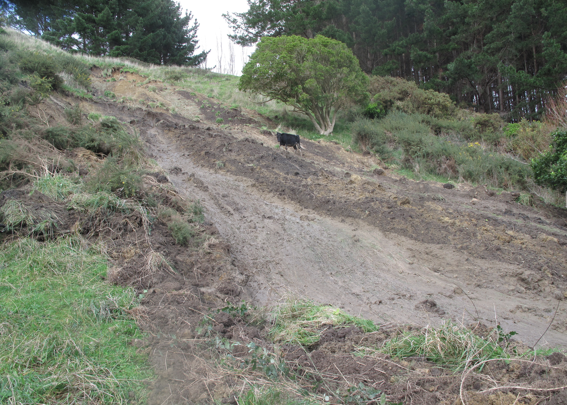 Screen Shot 2020-06-20 at 7.21.37 am