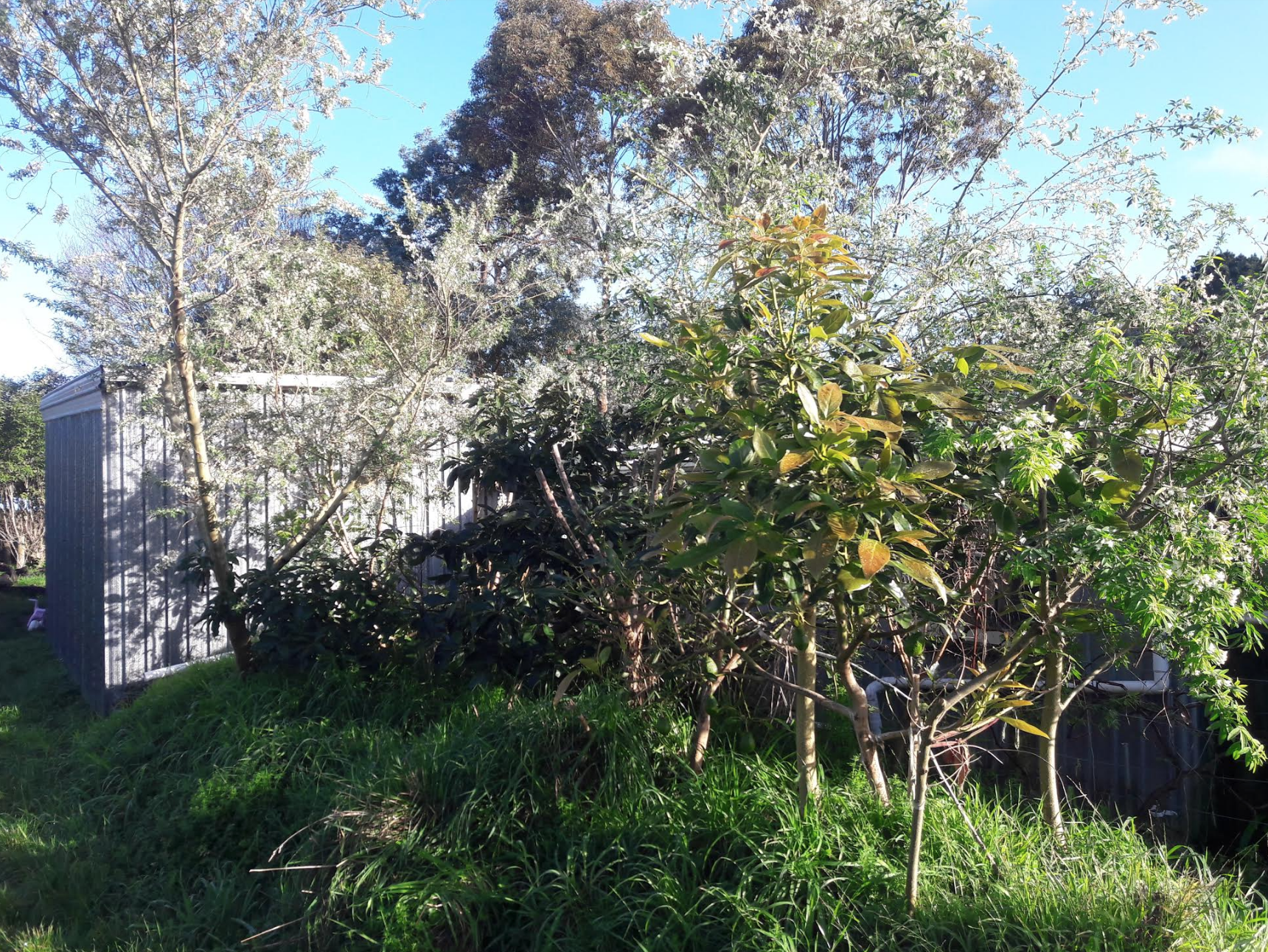 Screen Shot 2020-07-27 at 4.33.41 pm