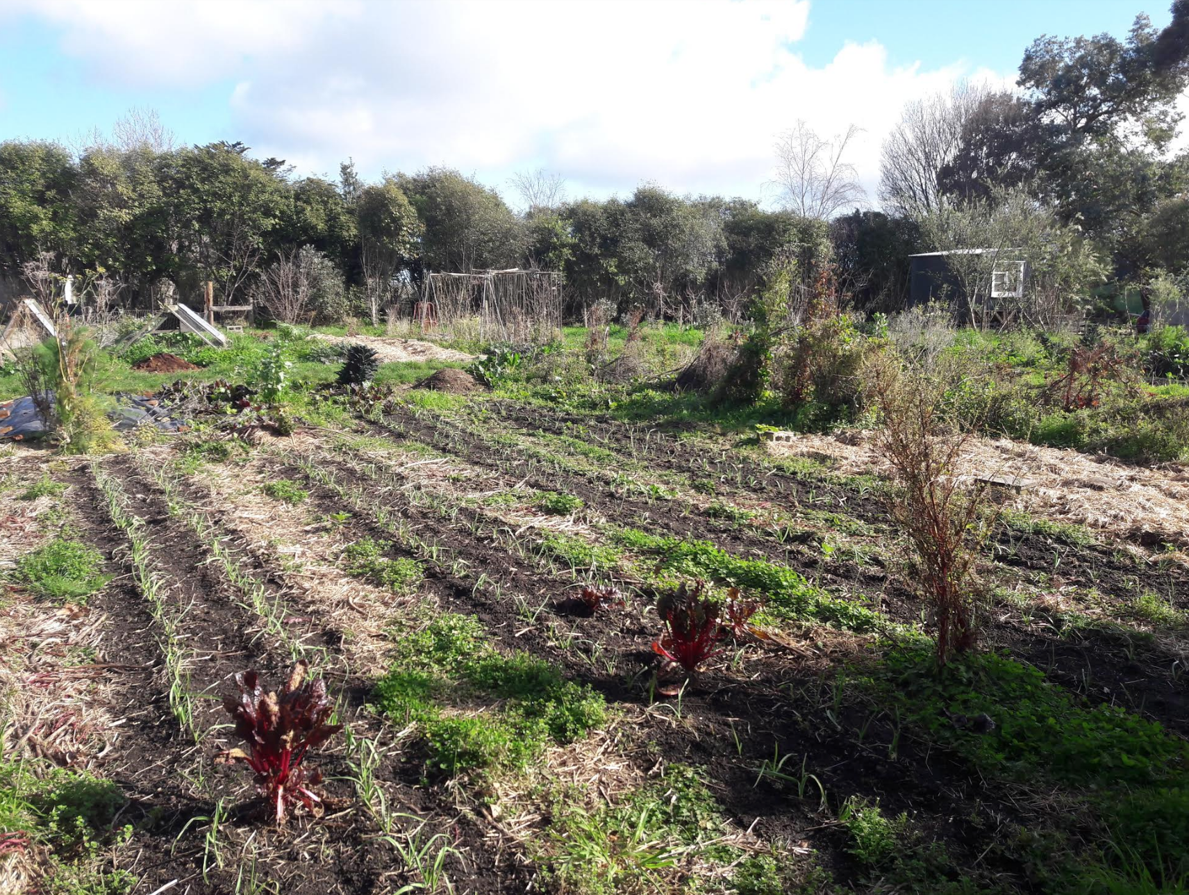 Screen Shot 2020-07-27 at 4.35.17 pm