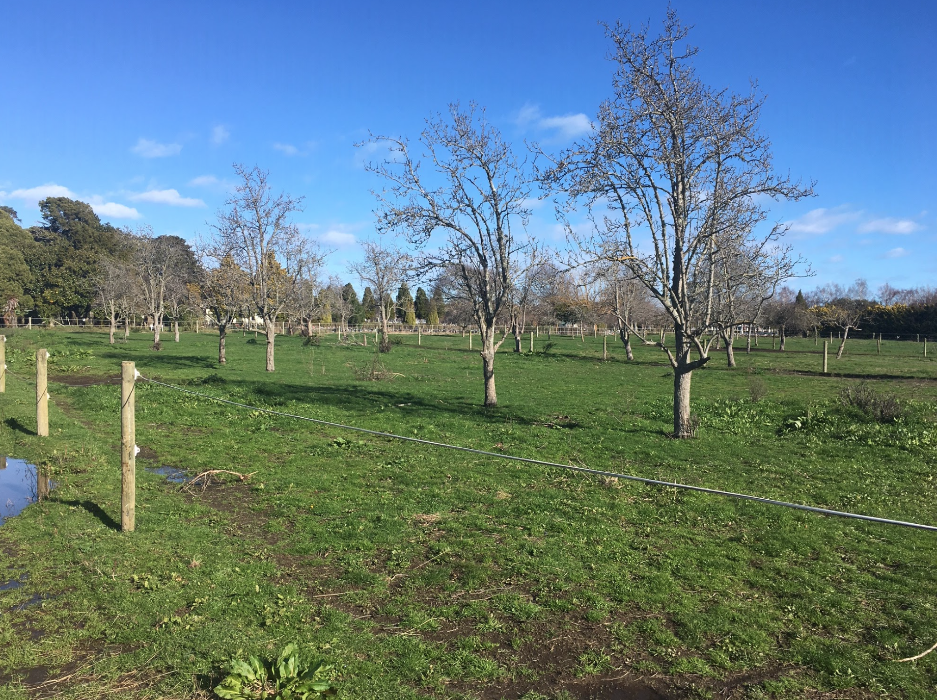 Screen Shot 2020-08-02 at 5.57.38 am