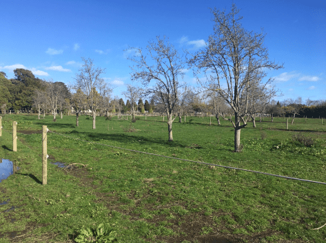 Screen Shot 2020-08-02 at 5.57.38 am