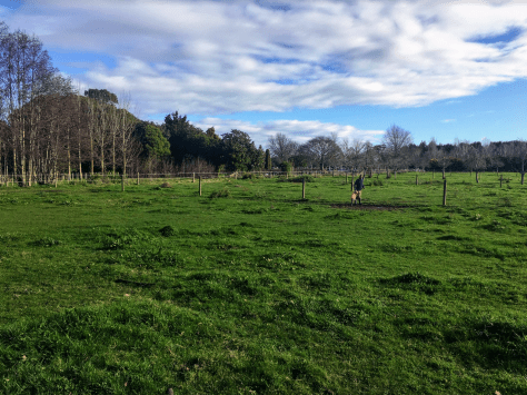 Screen Shot 2020-08-02 at 5.58.08 am